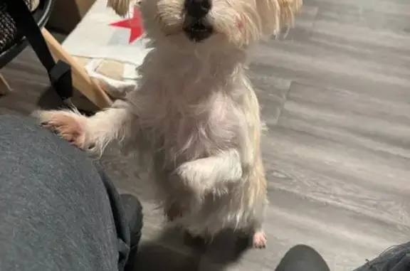 Lost Dog Near Lybolt Road, Middletown