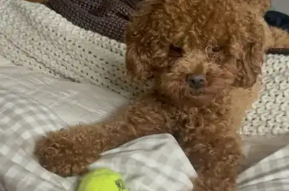 Lost Golden Doodle in Lodi, NJ - Help!