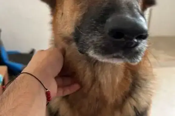 Pastor Alemán Perdido en Calle...