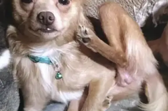 Lost Chihuahua Mix: White & Fuzzy, NC 73