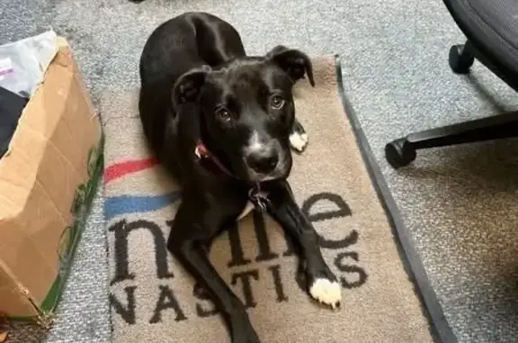 Lost Dog: Help Find Miss Pickles!