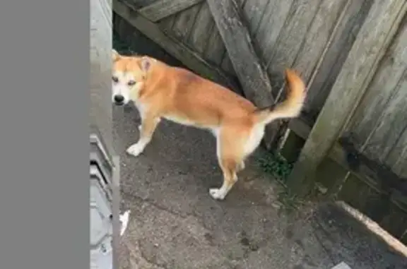 Light brown with white coat dark brown almost black spot around his tail, blue eyes. No harness placed on him . Responds by Simba last seen around Emerson dr.