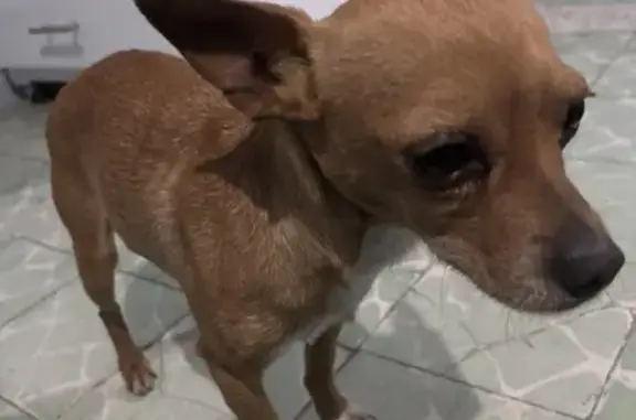Perro encontrado Ecatepec de Morelos, foto: Chihuahua Cabeza de Venado Encontrada en Ecatepec