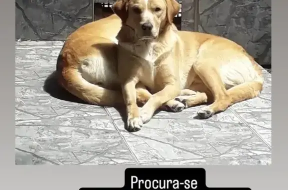 cachorro desaparecida