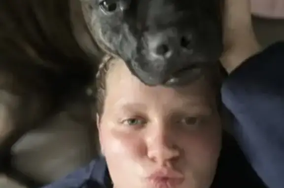 Lost Pitbull Shika: Brindle, 5, Skittish