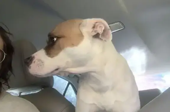 Found dog Powder Springs, photo: Spotted Young Pitbull Found in Powder Springs