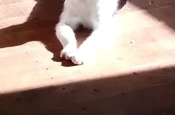 Lost Black & White Cat in Blacktown