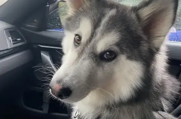 Chien perdu Jouy-le-Moutier, photo : Pomsky Paco perdu à Moutier, très craintif
