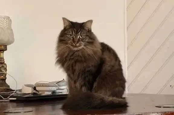 Lost Small Long-Haired Cat in Melbourne