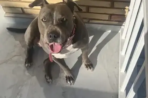 Perrita American Stanford Gris Perdida en Calafell