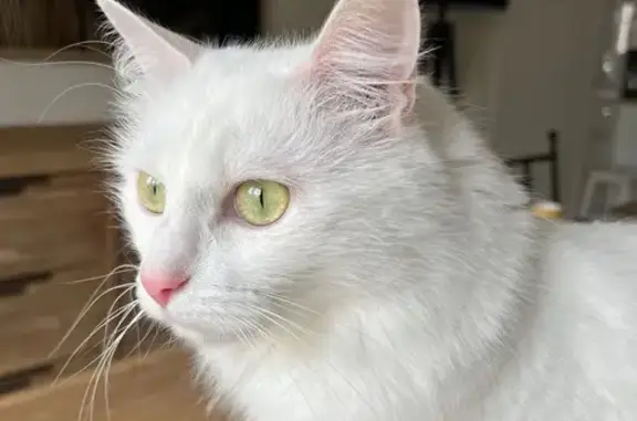 Perle, chat blanche perdue à Chanceaux - photo