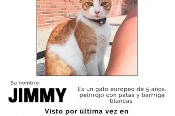 ¡Ayuda a encontrar a nuestro gato perdido!