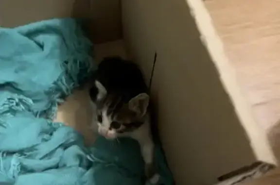 Gato encontrado , foto: Urgente: Gatito Rescatado en Torrox