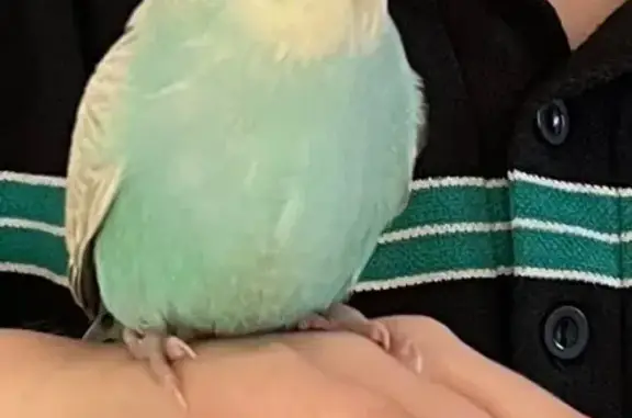 Lost pets West Torrens, photo: Lost Parrot: Talks & Lands on Heads!