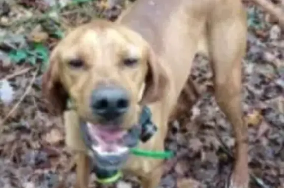 Chien perdu marron à Angoulême - photo