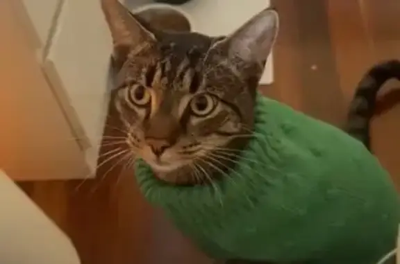 Lost Cat: Lean, Black Collar, Nile St, Ipswich