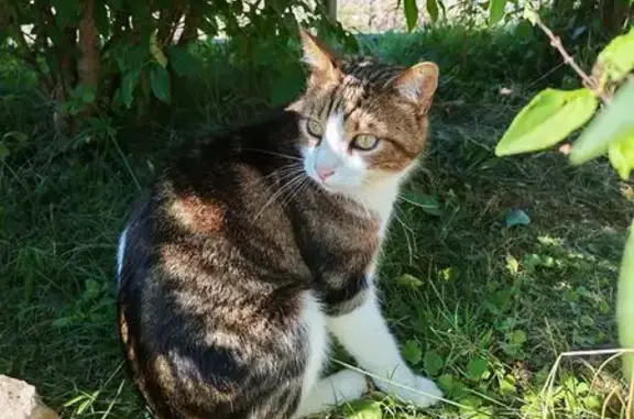 Chat perdu, , photo: Chat tigré et blanc perdu à Fougerolles