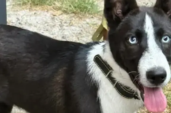 Зникла чорна хаскі: Львів, вул. Сигнівка 16