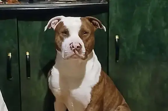 Deux American Bullies perdus à Lannion - photo