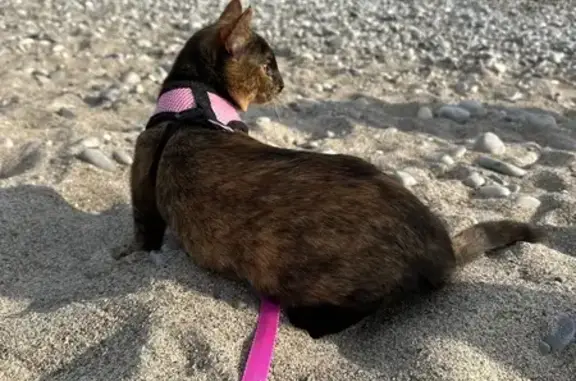 Chatte perdue, pelage tortue, Nice - photo