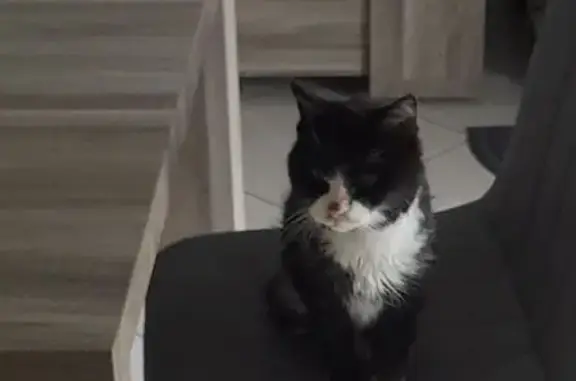 Animaux perdus Magny-Cours, photo: Chatte âgée perdue à Magny