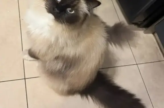 Animaux perdus Saint-Quentin, photo: Chat siamois perdu, Rue Jean Jaurès, 45