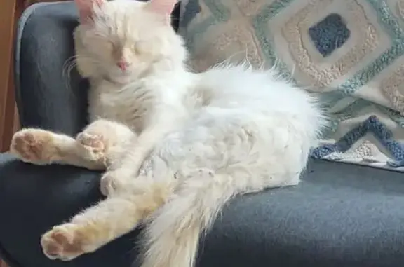 Chat perdu : Junior, mâle blanc et roux, 2 ans - photo