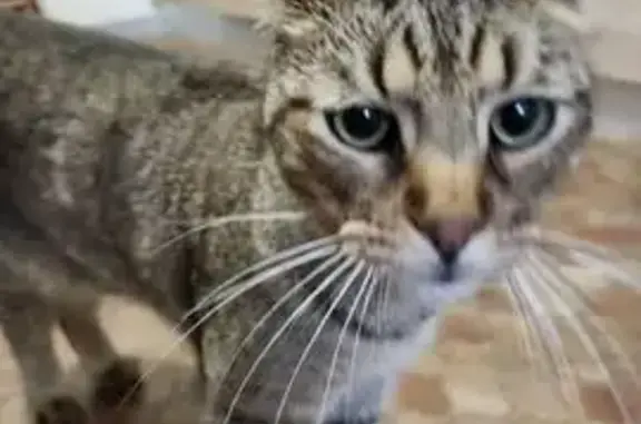 Animaux perdus Saint-Pol-sur-Ternoise, photo: Chat tigré perdu à Saint-Pol-sur-Ternoise