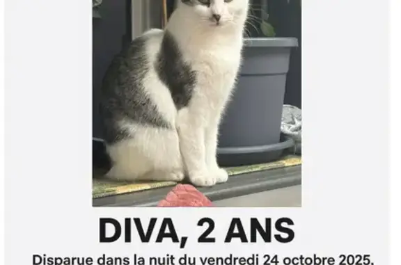 Animaux perdus Lambersart, photo: Chatte perdue à Lambersart : Diva 2 ans