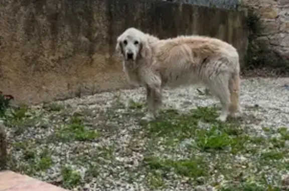 Chien trouvé Jonquières, photo: Chien trouvé fatigué et sourd à Jonquières