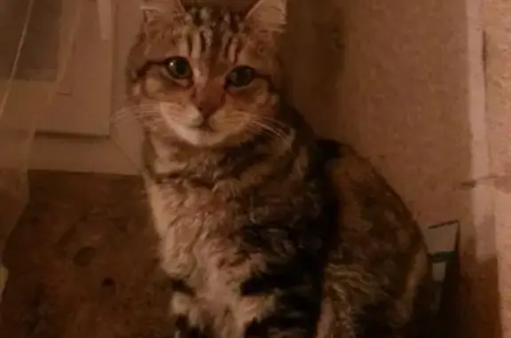 Chat perdu, , photo: Chat perdu : Marley, tigré, Fontanes 46230