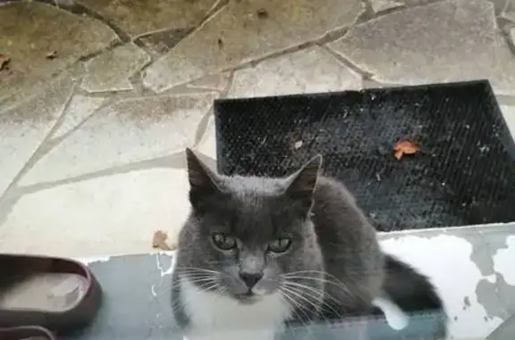Animaux trouvés , photo: Chat gris trouvé à Aunay, cherche foyer