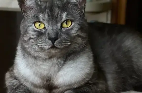 Зникла пухленька кішка на Вовч...