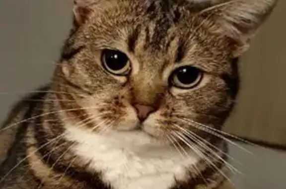 Missing cat , photo: Lost Tuxedo Cat with Unique Tail