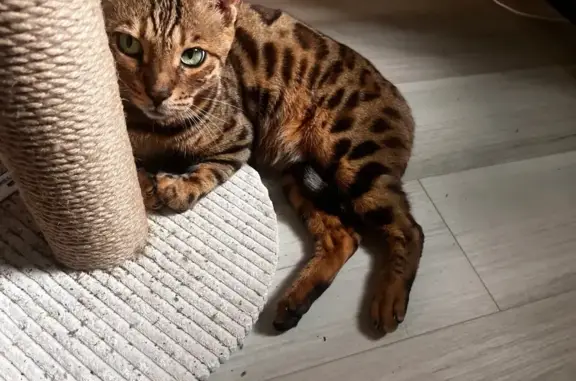 Missing cat Deerfield Beach, photo: Bengal Cat Missing on Tivoli Circle