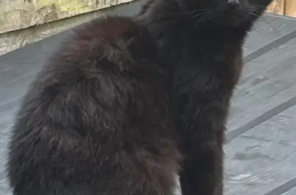 Found: Timid Black Cat in Ball...