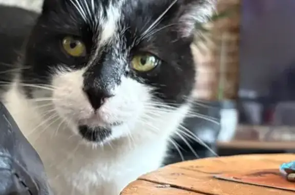 Animaux perdus La Couronne, photo: Chat noir et blanc perdu à La Couronne