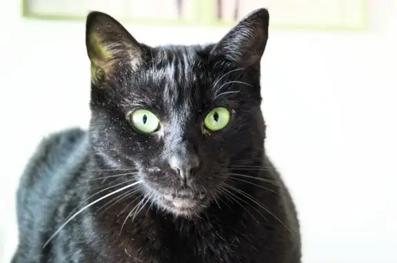 Chatte noire perdue, yeux verts, Arcachon - photo