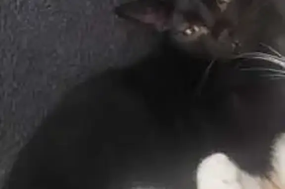 Chatte noire perdue, yeux verts, Verdun - photo