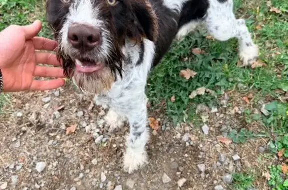 Chien trouvé , photo: Griffon mâle trouvé à Saint-Marcellin-en-Forez