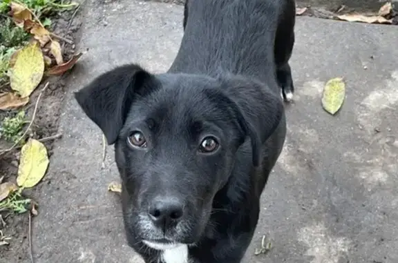 Зникла собака: 6-місячний Барні у Вінниці