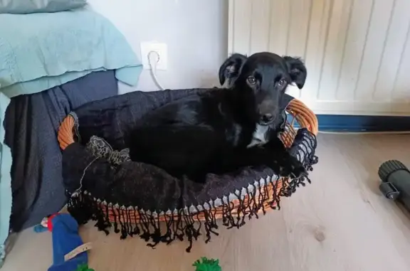 Animaux perdus Châteauneuf-sur-Isère, photo: Chien perdu à Châteauneuf-sur-Isère