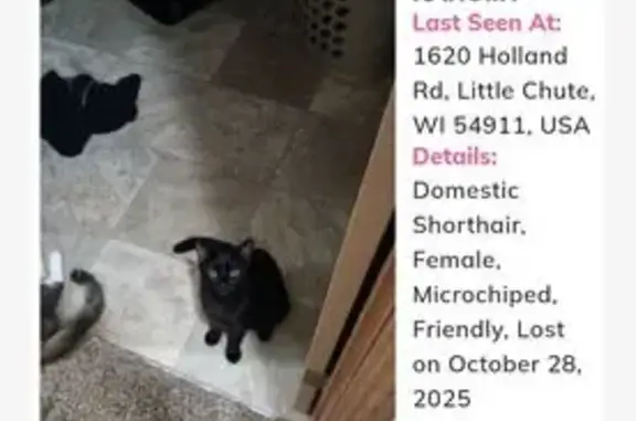 Lost Black Cat: Holland Rd, Little Chute