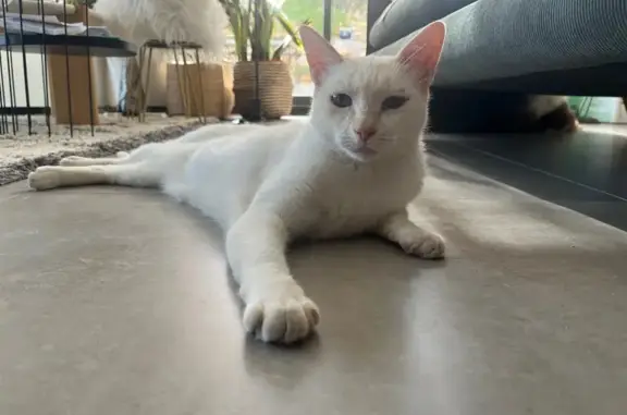 Animaux trouvés Narbonne, photo: Petite chatte blanche perdue Rue Ausone