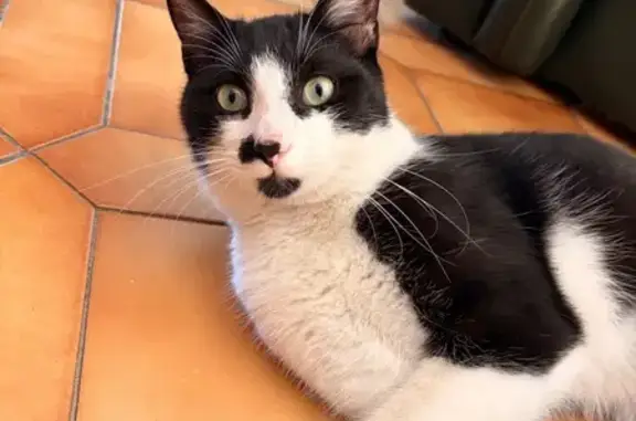 Chat noir et blanc perdu à Marignane - photo