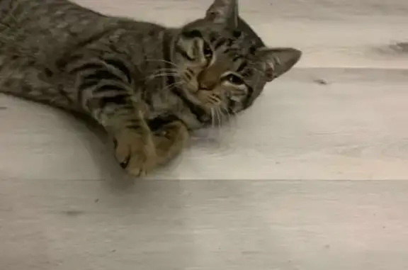 Animaux trouvés Nouvelle-Aquitaine, photo: Chat trouvé à Benquet, gardé depuis mercredi