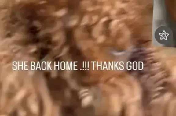 Found dog , photo: Safe Found Dog in Lodi, NJ