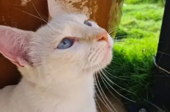 Chatte perdue à Narbonne : Yuki, blanche/bleue - photo