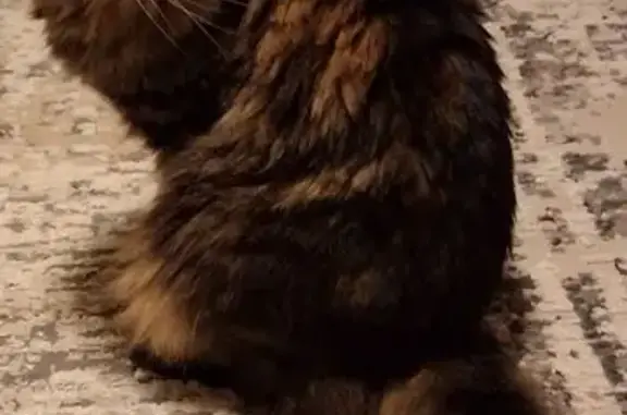 Missing cat Killeen, photo: Lost Tabby: Fluffy Tail, Green Eyes