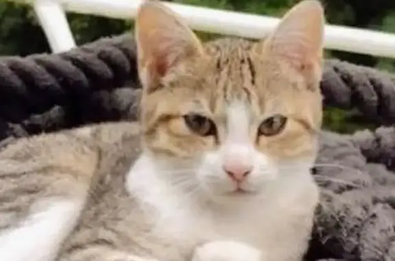 Chatte perdue à Arras : Baïda, blanche/tigrée - photo